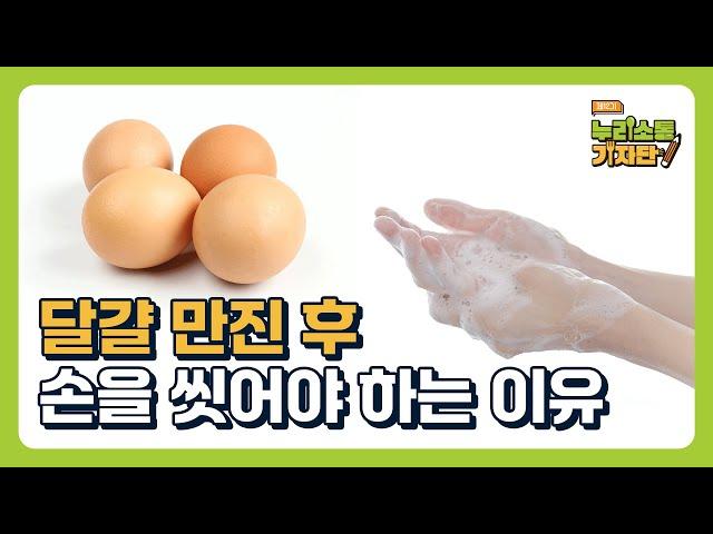 달걀 만진 후에 손을 안 씻으면 어떻게 될까?