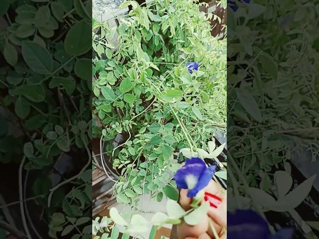 Aparajita plant️️️#nice #shortvideo #love #️️