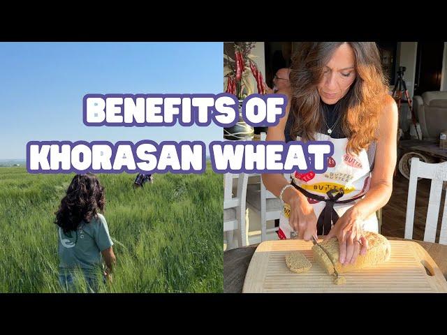 Khorasan vs. Modern Wheat: Is It Really Better for You?