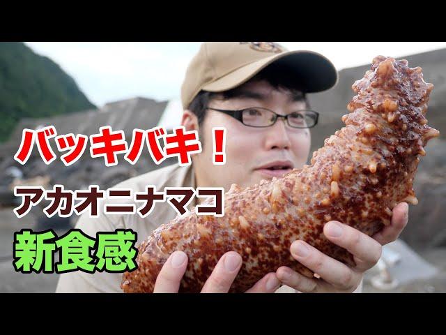 【バキバキ】食用にされない初見のナマコも美味しく食べられるのか！？