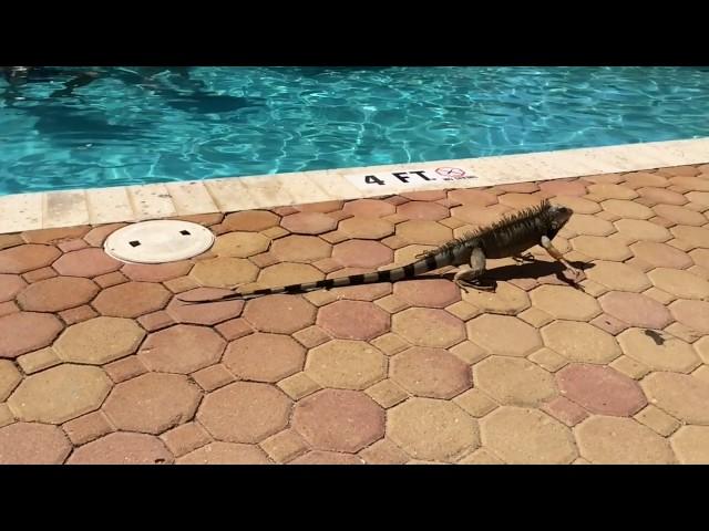 Giant Lizard Iguana by the Pool, Aruba 2014