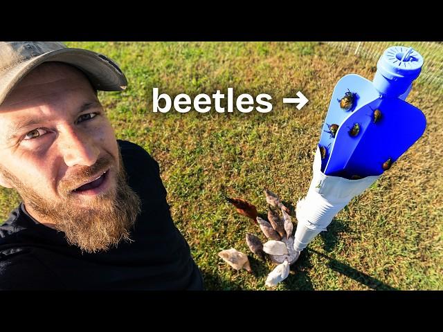 We Fed Japanese Beetles to our Chickens (for $30)