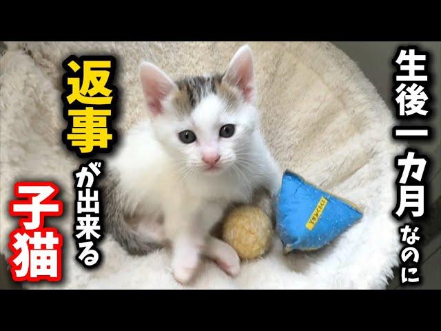 自分の名前を呼ばれると可愛くお返事する子猫