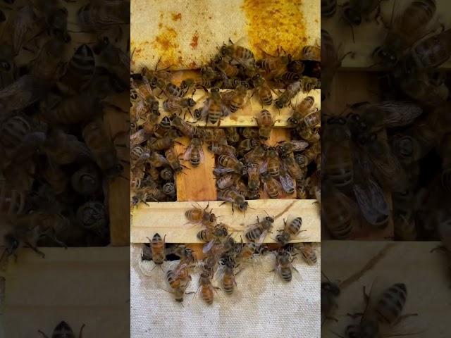 The sound of bees at work in my new warre hive