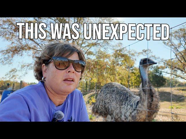 Our Emu's Surprise Decision Left Us Speechless!