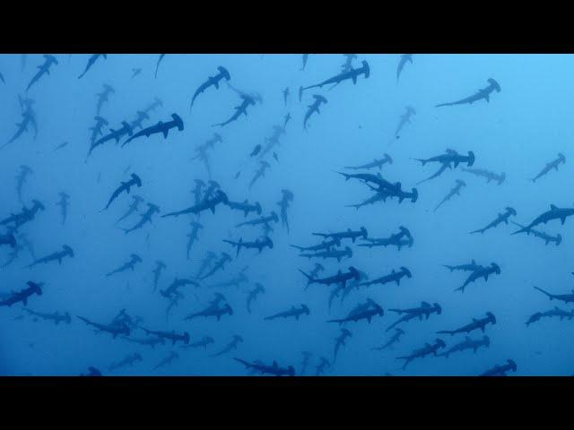 Malpelo, the island of the Hammerhead sharks- The film- 4K