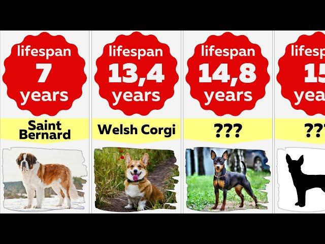 Comparison: Lifespan of Dog Breeds | How Long Will Your Dog Live