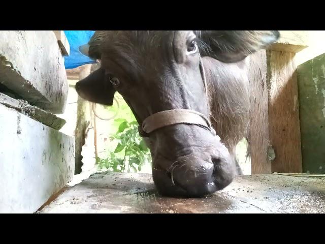 Calf licking on spilled mineral block