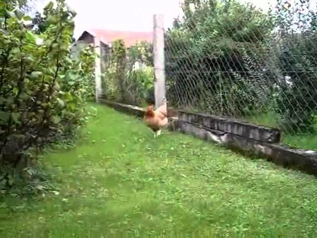 Huhn in Traunwalchen