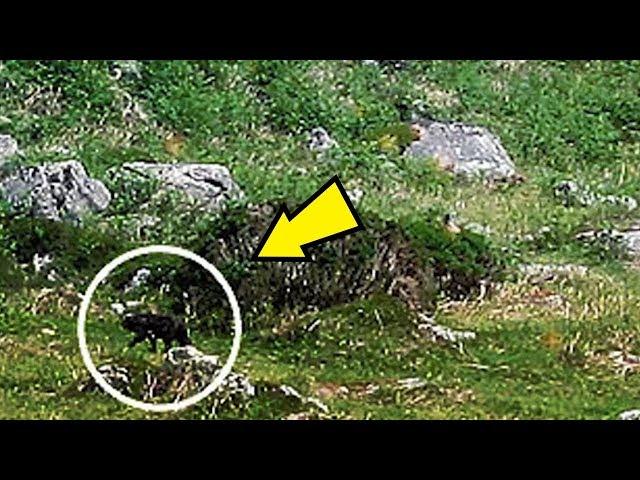 5 Hellhounds Caught On Camera & Spotted In Real Life!