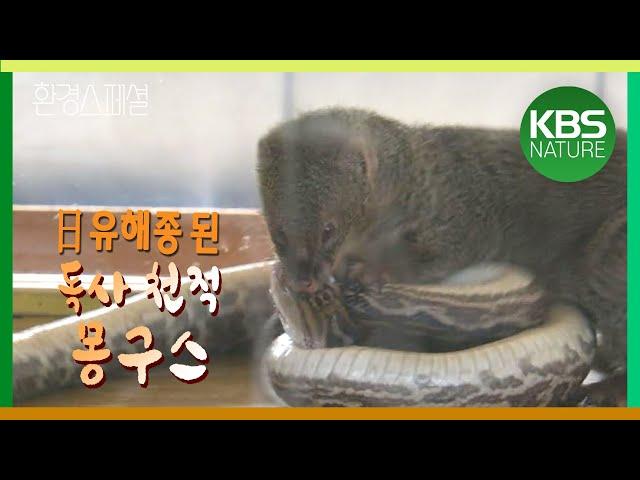 독사 제거 위해 오키나와섬에 투입된 인도 몽구스! 환경스페셜 ‘오키나와의 기묘한 공존, 독사 하브와 몽구스’/ KBS 20100217 방송
