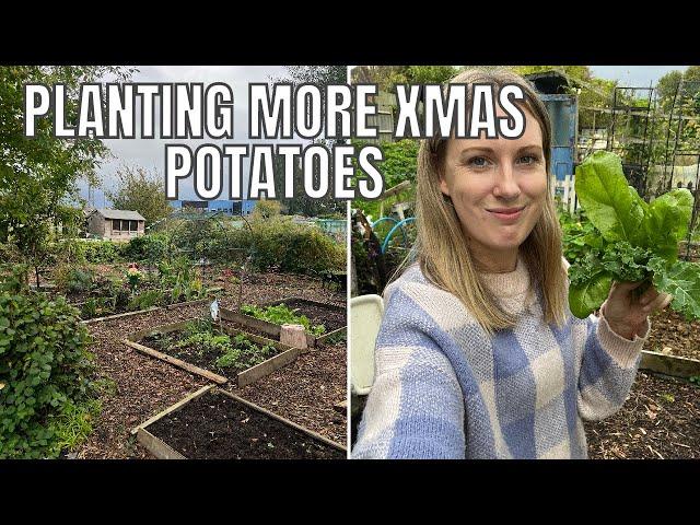 PLANTING MORE CHRISTMAS POTATOES! / ALLOTMENT GARDENING UK