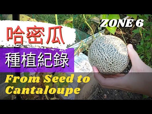 【Growing Cantaloupe】from seed to harvest【哈密瓜種植紀錄】用吃剩的哈密瓜留種，從種子到收穫的整個過程，網紋洋香瓜的成長全過程