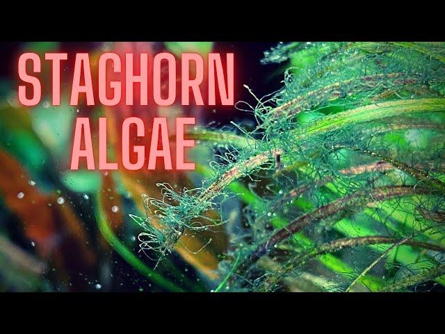 AQUARIUM ALGAE GUIDE Ep #3 - STAGHORN ALGAE TREATMENT