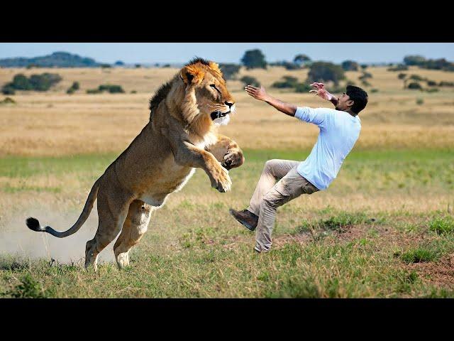 lion attack man in forest | lion attack hunter |  lion king attack stories part 5