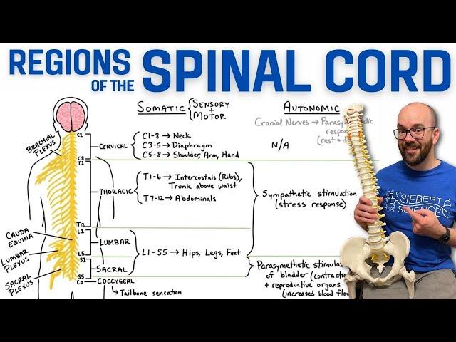 Spinal Cord Regions + What Each Region Controls