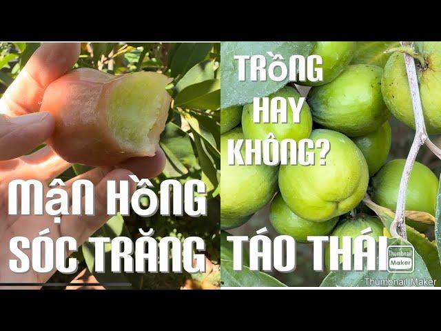 Có Nên Trồng Táo Thái Và Mận Hồng Sóc Trăng Hay Không? Tt768