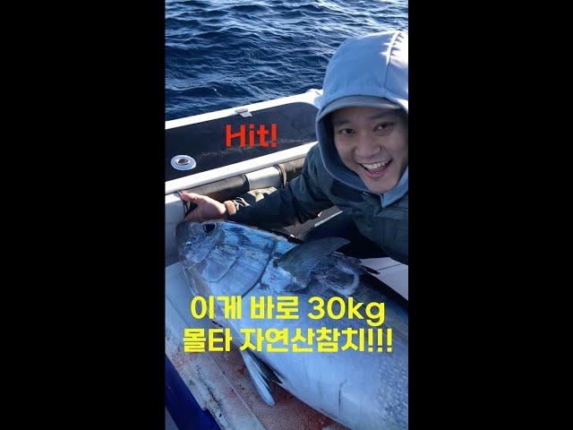 30kg 자연산 지중해 몰타참치 잡기성공! HIT 다 HIT!! #몰타 #몰타참치 #이음유학 #몰타현지유학원 #몰타어학연수 #참치낚시 #선상낚시