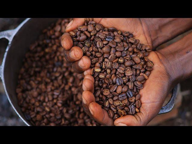 Arabica Coffee Experience in East Africa - How a Cup of Coffee is Made in Uganda