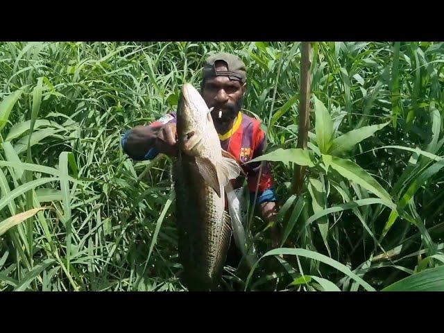 Archery of large snakehead fish. Part=01