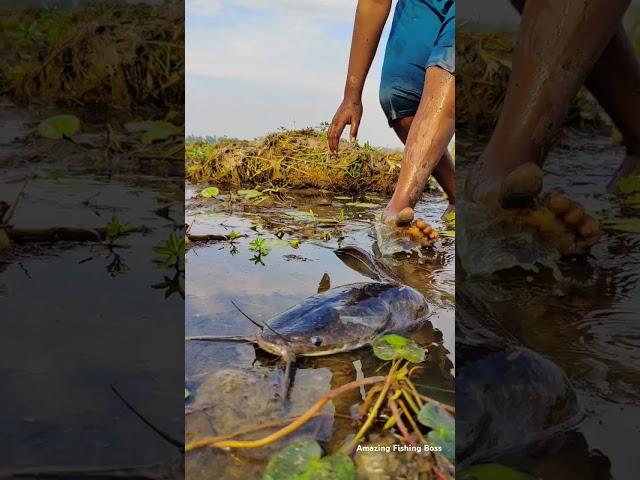 Amazing Hand Fishing Rural Natural Place  #handfishing  #bestfishingtechniques #fishingmethods