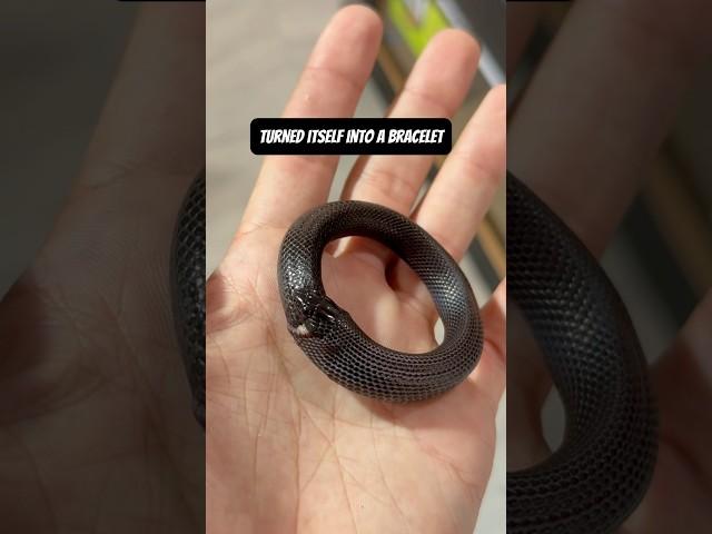 A real LIVE snake bracelet!! 