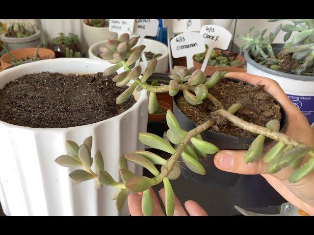 Why is my succulent stretched out? A guide for reviving etiolated plants