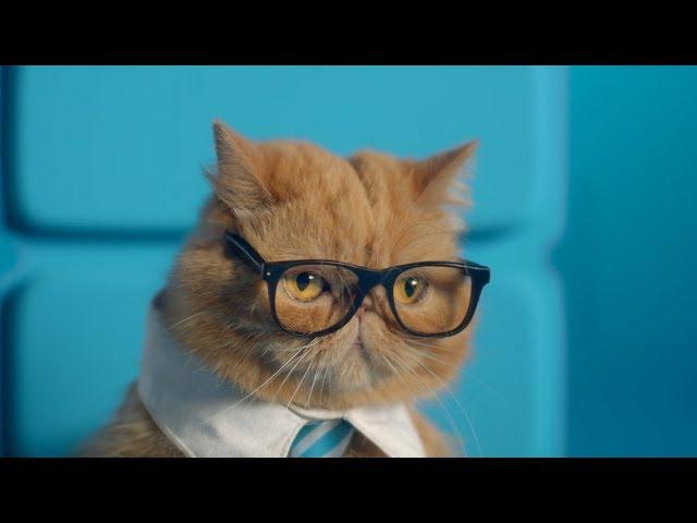 ZTE Axon M: Business Cat