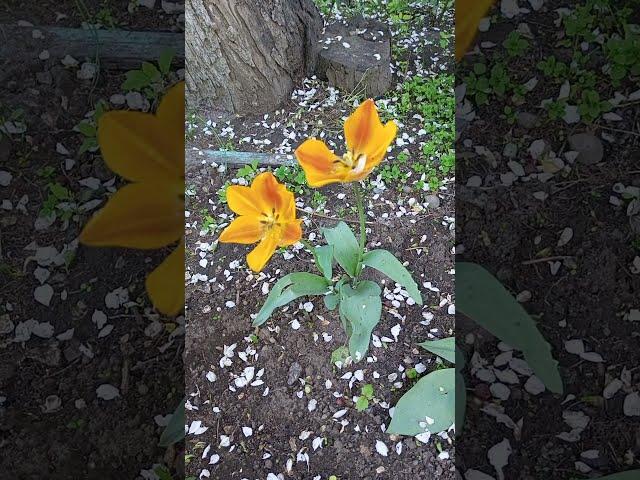 Flowers #nature #bloom #joyoflife