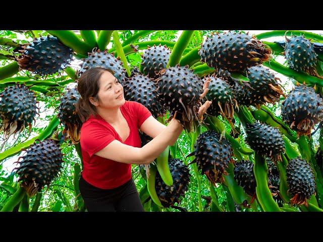 AMAZING! Harvesting Dragon Scale Fruit - The fruit that you eat causes your mouth to become black