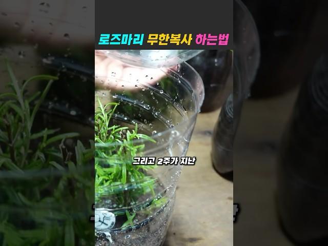 #로즈마리키우기 #꺽꽂이 #삽목 #베란다텃밭 #정원꾸미기