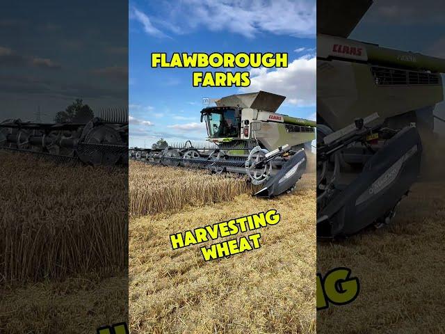 Two CLAAS 8900 Lexion at Flawborough Farms Harvesting Wheat #wheatharveat