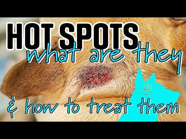 Hot Spots in dogs | What are they and how do you treat them?