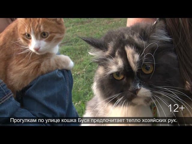 Справедливая Россия - За правду в Удмуртии поддержала приюты для бездомных животных