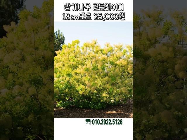 명품 정원에 몽환적인 느낌을 더해줄 안개나무 골든레이디 #가드닝 #정원 #정원꾸미기