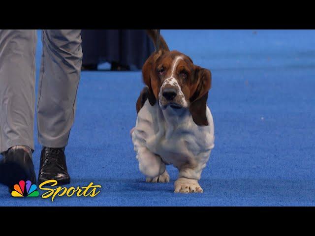 National Dog Show 2024: Hound Group (Full Judging) | NBC Sports