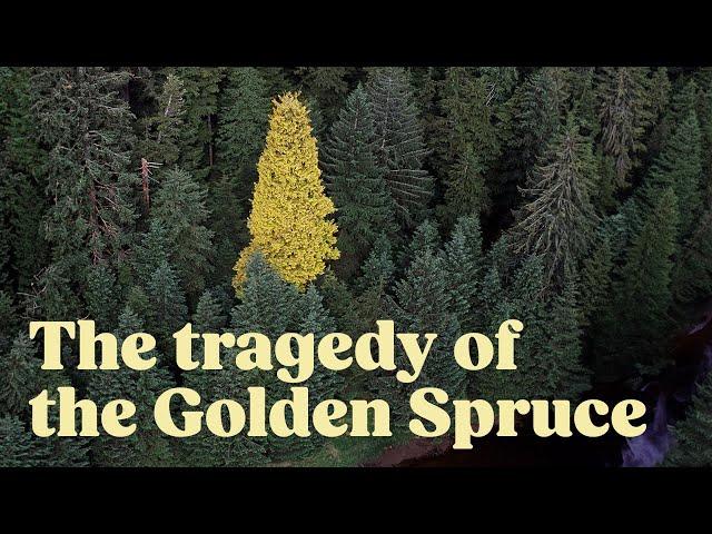 What Happened to the Golden Spruce?