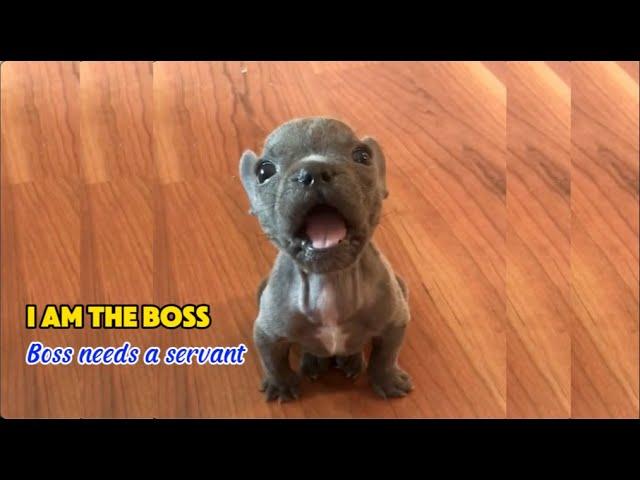 Tiny Frenchie says he's the boss. The boss has to be fed by his mom. No one, just mom - Boo Boo