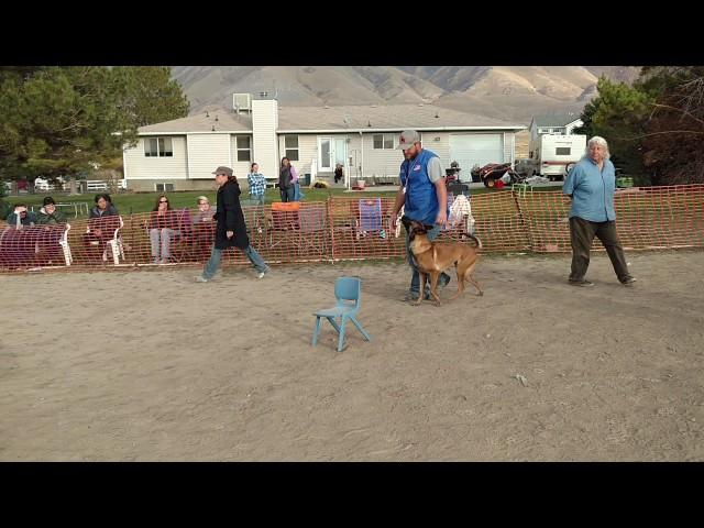 Idole and David competition obedience. Incredible!