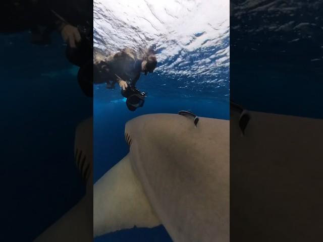 Bumped by a shark in open ocean 