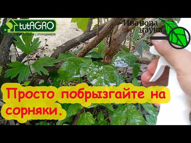 СОРНЯКИ СГОРЯТ ЗА ДЕНЬ! Вытравливаем сорняки прямо из кустов безопасным способом: и сныть, и вьюнок.