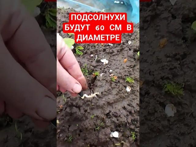 Правильно посади подсолнухи! Технология посадки подсолнечника Посадка подсолнечника подсолнуха