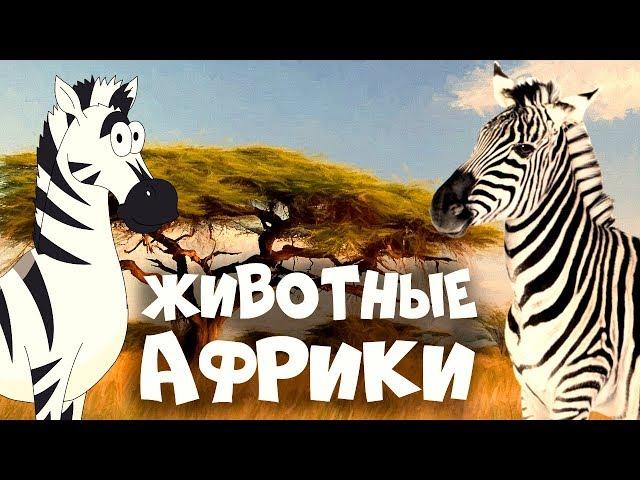 ЖИВОТНЫЕ АФРИКИ! Развивающие мультики для детей + видео про животных