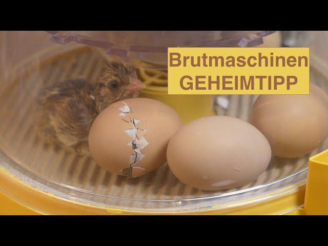 Mein Brutmaschinen Geheimtipp: Die Brinsea mini 2 Advance + das Überraschungsei