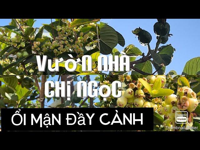 Cám Ơn Chị Ngọc Đã Chia Sẻ Cách Trồng Ổi Đài Loan 0 Hạt Và Mận Hồng Đào tt733