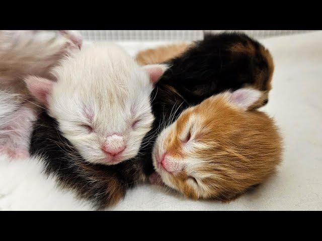 5 Days Old Maine Coon Kittens!