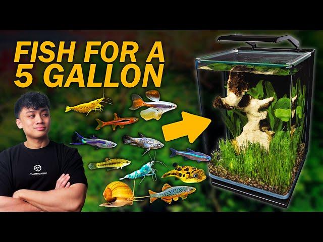 Top 10 STOCKING IDEAS for a 5 GALLON Tank