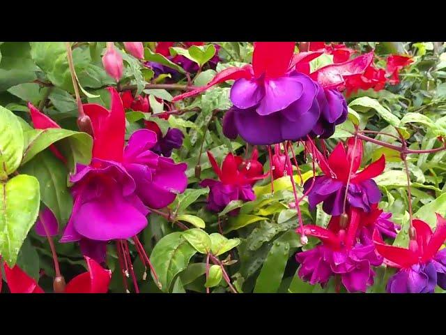 Fuchsia Pruning and Care Tips