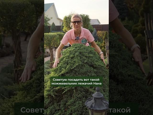 Преимущества можжевельника Нана: от красоты до здоровья