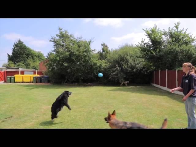 Royvon Dog Hotels and Training, Steve Hall Farm, Coventry